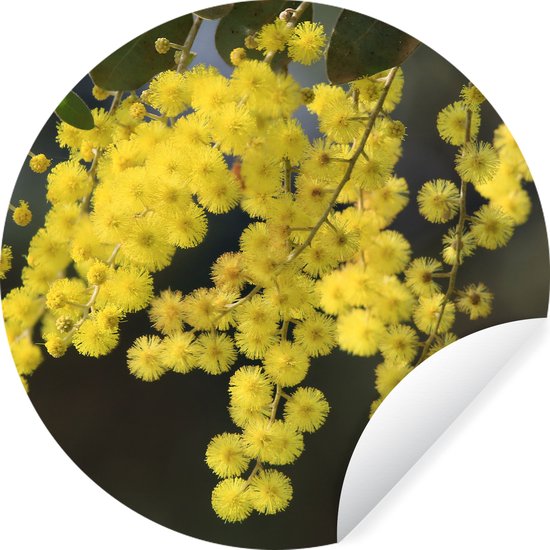 WallCircle - Muurstickers - Behangcirkel - Mimosa plant met gele bladeren - ⌀ 30 cm - Muurcirkel - Zelfklevend - Ronde Behangsticker