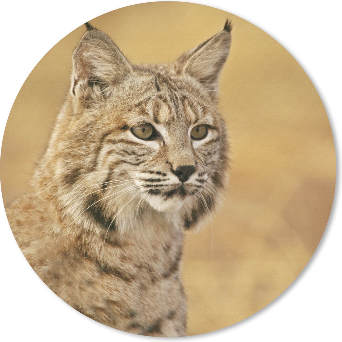 Muismat rond 20x20 cm - Mousepad Lynx - Bruin - Gras - Ronde muismatten