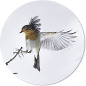 Muismat - Mousepad - Rond - Close-up vogel - 50x50 cm - Ronde muismat