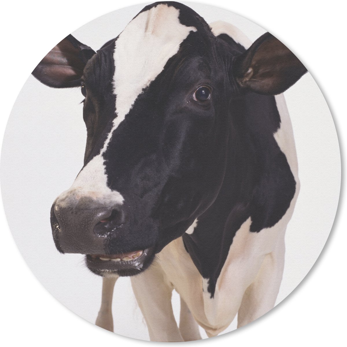 Muismat rond 20x20 cm - Mousepad Koe - Wit - Dieren - Zwart - Ronde muismatten
