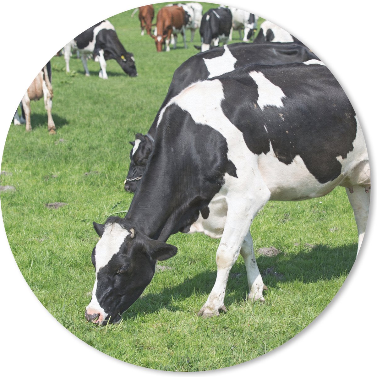 Muismat rond 20x20 cm - Mousepad Koe - Dieren - Gras - Zon - Ronde muismatten