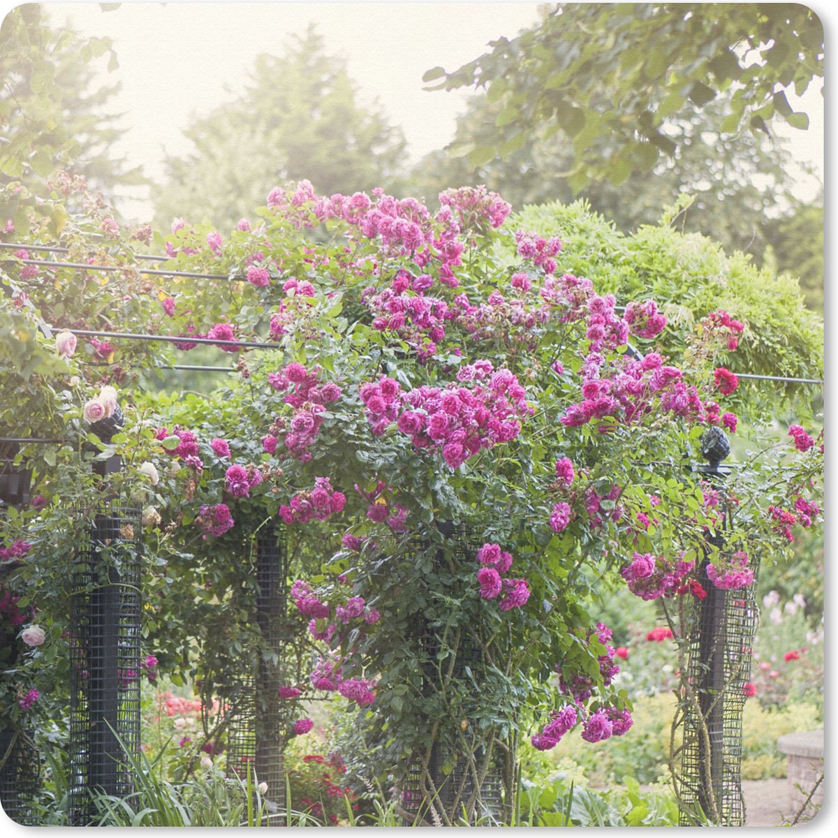 Muismat 30x30 cm - Mousepad Mooie roze rozen groeien als planten in de wilde natuur - Muismatten