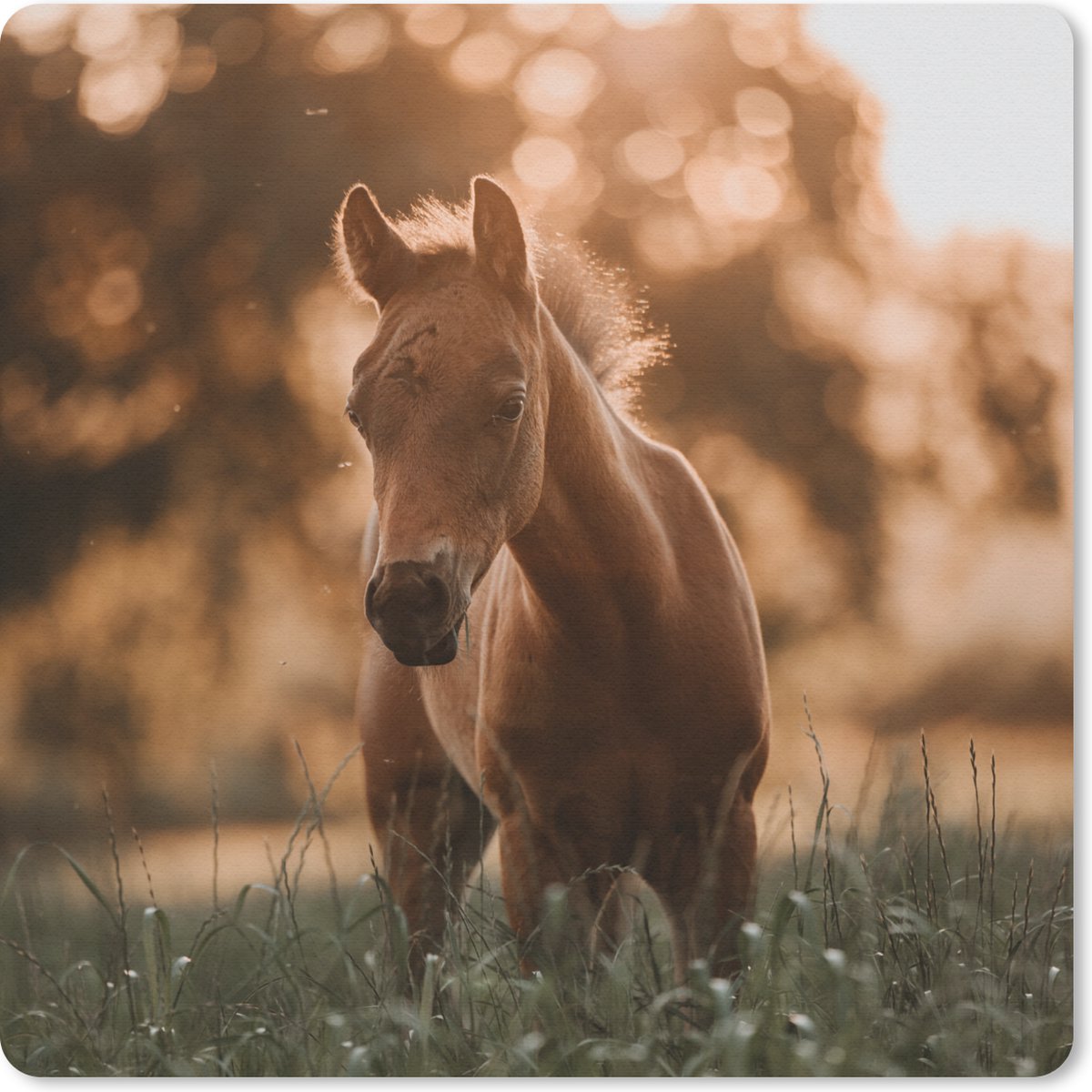 Muismat 30x30 cm - Mousepad Paard - Licht - Landschap - Muismatten