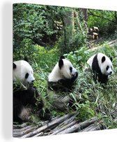 Canvas Schilderij Panda - Natuur - Bamboe - 90x90 cm - Wanddecoratie