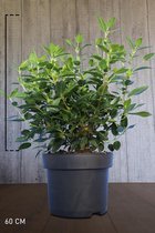 3 stuks | Sneeuwbal Pot 60 cm - Bloeiende plant - Compacte groei - Vruchtdragend - Wintergroen