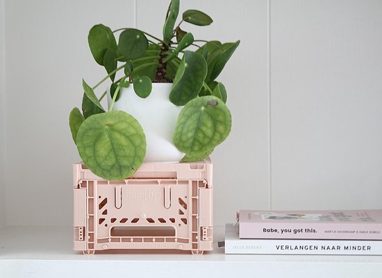 Een plant in een witte pot staat op een roze AyKasa mini krat.