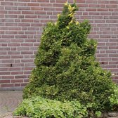 Chamaecyparis obtusa 'Saffron Spray' - Hinokicipres - Planthoogte: 25-30 cm - Pot Ø 19 cm (3 liter)