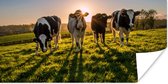 Affiche Vaches - Herbe - Soleil - 120x60 cm