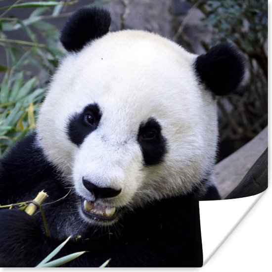 Poster Panda - Dier - Bladeren - 30x30 cm