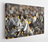Close-up van koningspinguïns die zich een weg banen door een groep pinguïns op Vrijwilligerspunt, Falklandeilanden - Modern Art Canvas - Horizontaal - 1426124171 - 50*40 Horizontal