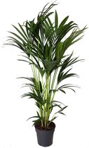 Kamerplant van Botanicly – Kentiapalm – Hoogte: 120 cm – Howea forsteriana Kentia