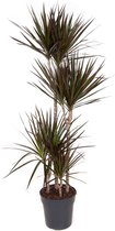 Kamerplant van Botanicly – Drakenboom – Hoogte: 130 cm – Dracaena Marginata