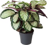 Kamerplant van Botanicly – Calathea Silvia – Hoogte: 70 cm