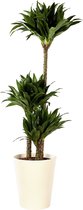Plant in hydrocultuur systeem van Botanicly: Drakenboom met weinig onderhoud – Hoogte: 85 cm – Dracaena derem. Janet Craig