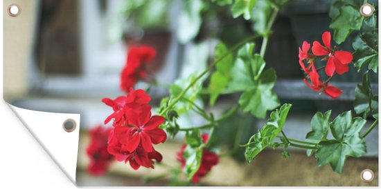 Tuinposter Hangende rode geranium - 60x30 cm - Tuindoek - Buitenposter