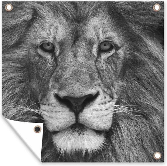 Tuin poster Dierenprofiel Perzische leeuw in zwart-wit - 200x200 cm