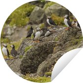 Tuincirkel Atlantische papegaaiduikers aan Schotse kust - 150x150 cm - Ronde Tuinposter - Buiten