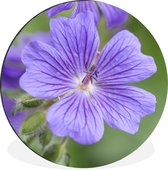 WallCircle - Wandcirkel - Muurcirkel - Paarse geranium bloemen in volle bloei - Aluminium - Dibond - ⌀ 90 cm - Binnen en Buiten