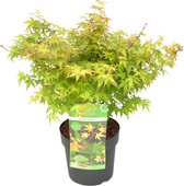 Acer palmatum 'Little Princess' – Japanse Esdoorn – Heester - Winterhard - ⌀19 cm - 40-50 cm