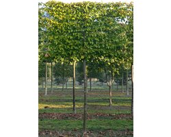 Set van 3 | Haagbeuk Kant-en-klaar Hagen 50+ cm Kant-en-klaar Hagen - Bladverliezend - Geschikt als hoge en lage haag - Makkelijk te snoeien - Prachtige herfstkleur**Inclusief GRATIS druppelslang**