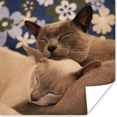 Poster Twee knuffelende Burmese katten - 100x100 cm XXL