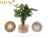 Kamerplant van Botanicly – Monstera Monkey Mask in glas met LED-licht als set – Hoogte: 30 cm – Monstera adansonii