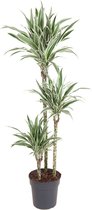 Kamerplant van Botanicly – Drakenboom – Hoogte: 130 cm – Dracaena derem. White Stripe