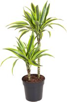 Kamerplant van Botanicly – Drakenboom – Hoogte: 95 cm – Dracaena fragr. dermensis Lemon Lime