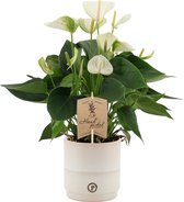 Bloem van Botanicly – Flamingoplant in witte keramische pot als set – Hoogte: 36 cm – Anthurium Andreanum Elidio