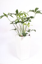 Bloem van Botanicly – Roze prinses incl. sierpot wit als set – Hoogte: 130 cm – Philodendron Green Wonder