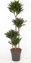 Kamerplant van Botanicly – Drakenboom – Hoogte: 110 cm – Dracaena fragr. Compacta