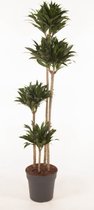 Kamerplant van Botanicly – Drakenboom – Hoogte: 135 cm – Dracaena compacta