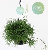 Cactus van Botanicly – Rotskoraal – Hoogte: 20 cm – Rhipsalis Oasis