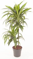 Kamerplant van Botanicly – Drakenboom – Hoogte: 90 cm – Dracaena fragrans Hawaiian Sunshine