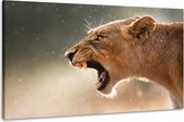 Peinture -Roaring Lioness, 2 tailles, impression premium, décoration murale