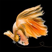 80 x 80 cm - Glasschilderij - Trendy goldfish - schilderij fotokunst - foto print op glas