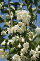 Jonge Storaxboom | Styrax japonicus 'June Snow' | 80-100cm hoogte