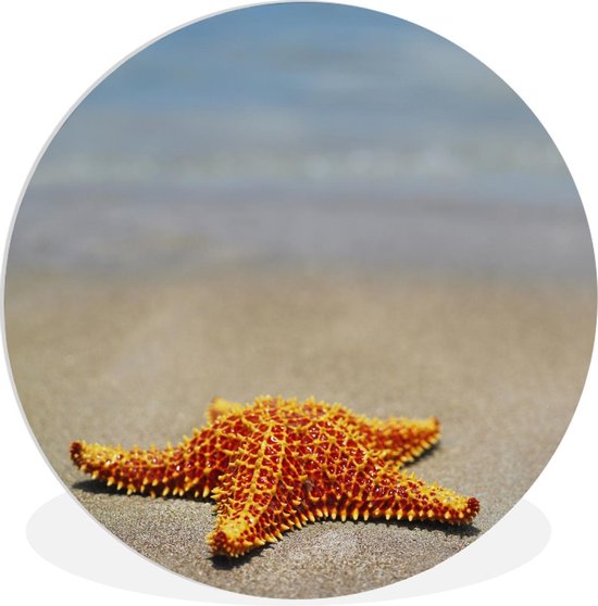 Étoile De Mer Plage Sable - Image gratuite sur Pixabay - Pixabay