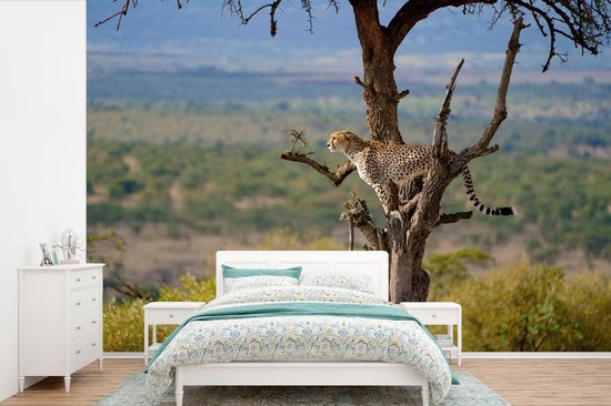 Papier peint photo vinyle - Guépard dans un arbre à la recherche d'une proie largeur 450 cm x hauteur 300 cm - Tirage photo sur papier peint (disponible en 7 tailles)