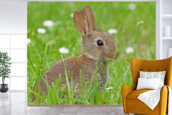 Papier Peint - Papier Papier peint photo Lapin - Fleurs - Herbe - Largeur 375 cm x Hauteur 300 cm