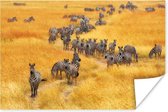 Poster Kudde zebra's in het wild - 60x40 cm