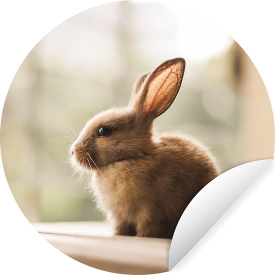 WallCircle - Stickers muraux - Cercle Papier Peint - Lapin - Bébé - Animal - 80x80 cm - Cercle Mural - Auto Adhésif - Sticker Papier Peint Rond