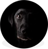 WallCircle - Wandcirkel - Muurcirkel - Een zwarte Labrador Retriever op een zwarte achtergrond - Aluminium - Dibond - ⌀ 60 cm - Binnen en Buiten