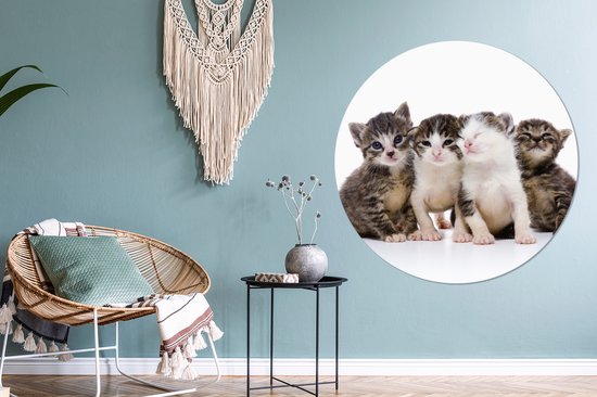 Chat - Animaux domestiques - Fourrure - Portrait