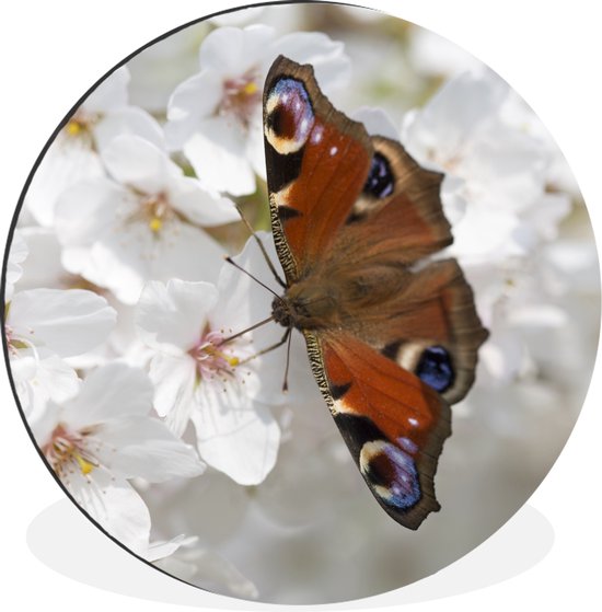 WallCircle - Wandcirkel - Muurcirkel - Dagpauwoog vlinder op kersenbloesem - Aluminium - Dibond - ⌀ 60 cm - Binnen en Buiten