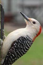 Woodpecker Watching Blank Lined Journal Notebook