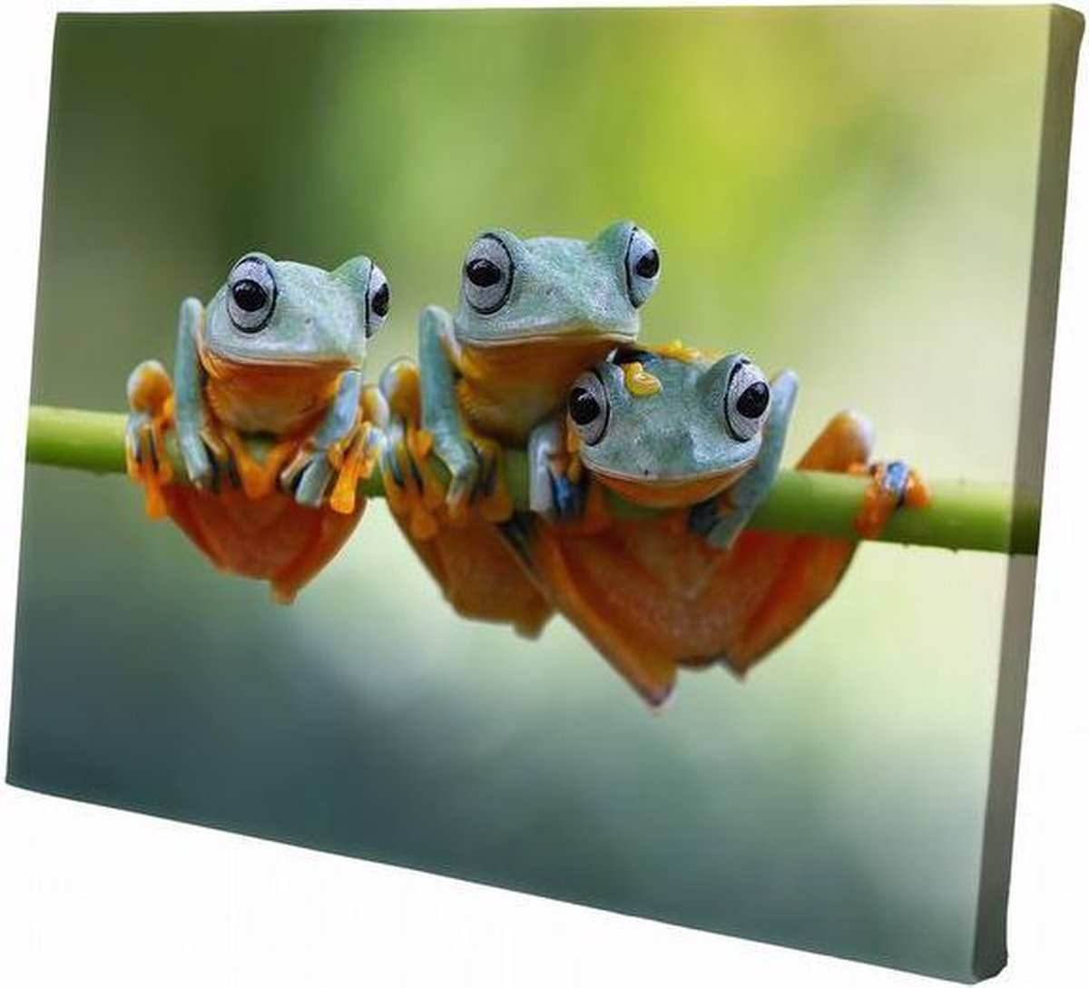 Kikker | 90 x 60 CM | Wanddecoratie | Dieren op canvas |Schilderij | Canvasdoek | Schilderij op canvas
