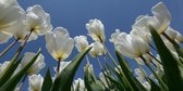Fotobehang witte tulpen 450 x 260 cm - € 295,--