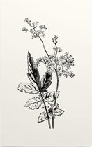 Matthiola Incana zwart-wit (Hoary Shrubby Stock) - Foto op Forex - 40 x 60 cm