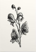 Monnikskap zwart-wit (Monkshood) - Foto op Posterpapier - 42 x 59.4 cm (A2)